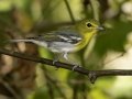 Yellow-throated Vireo - 1268 The Trace, Dover US-TN 36.55396, -87.90181, Stewart County, Sept 19, 2024