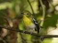 Yellow-throated Vireo - 1268 The Trace, Dover US-TN 36.55396, -87.90181, Stewart County, Sept 19, 2024
