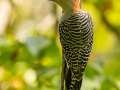 Red-bellied Woodpecker - 1268 The Trace, Dover US-TN 36.55396, -87.90181, Stewart, Tennessee, United States, Sept 16, 2024