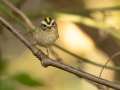 Golden-crowned Kinglet - Gatling Point Rec Area (36.5575,-87.9038), Stewart, Tennessee, United States, Oct 12, 2024