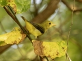 Scarlet Tanager