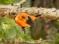 Scarlet Tanager - Gatling Point Rec Area, Stewart County, Tennessee, July 13, 2024