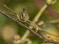 Golden-crowned Kinglet - Gatling Point Rec Area (36.5575,-87.9038), Stewart, Tennessee, United States, Oct 12, 2024