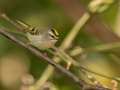 Golden-crowned Kinglet - Gatling Point Rec Area (36.5575,-87.9038), Stewart, Tennessee, United States, Oct 12, 2024