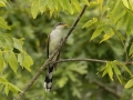 Yellow-billed Cuckoo