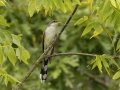 Yellow-billed Cuckoo - Dunbar Cave SP, Montgomery, County, Tennessee. Sept 1, 2024