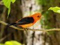Scarlet Tanager - Gatling Point Rec Area, Stewart County, Tennessee, July 13, 2024