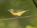 Philadelphia Vireo - 1268 The Trace, Dover US-TN 36.56384, -87.90733, Stewart, Tennessee, United States, Sept 11, 2024