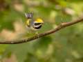 Golden-winged Warbler - 1268 The Trace, Dover US-TN 36.55396, -87.90181, Stewart, Tennessee, United States, Sept 23, 2024