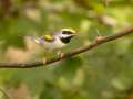 Golden-winged Warbler - 1268 The Trace, Dover US-TN 36.55396, -87.90181, Stewart, Tennessee, United States, Sept 23, 2024