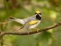 Golden-winged Warbler - 1268 The Trace, Dover US-TN 36.55396, -87.90181, Stewart, Tennessee, United States, Sept 23, 2024