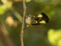 American Redstart - 1268 The Trace, Dover US-TN 36.55396, -87.90181, Stewart, Tennessee, United States, Sept 11, 2024