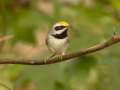 Golden-winged Warbler - 1268 The Trace, Dover US-TN 36.55396, -87.90181, Stewart, Tennessee, United States, Sept 23, 2024