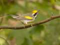 Golden-winged Warbler - 1268 The Trace, Dover US-TN 36.55396, -87.90181, Stewart, Tennessee, United States, Sept 23, 2024