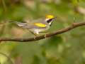 Golden-winged Warbler - 1268 The Trace, Dover US-TN 36.55396, -87.90181, Stewart, Tennessee, United States, Sept 23, 2024