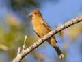 Blue Grosbeak - Barkley WMA, Stewart, Tennessee, United States, Oct 2, 2024