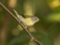 American Redstart - 1268 The Trace, Dover US-TN 36.55396, -87.90181, Stewart, Tennessee, United States, Sept 11, 2024