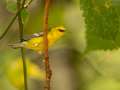 Blue-winged Warbler - 1268 The Trace, Dover US-TN 36.55396, -87.90181, Stewart, Tennessee, United States, Sept 23, 2024