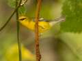 Blue-winged Warbler - 1268 The Trace, Dover US-TN 36.55396, -87.90181, Stewart, Tennessee, United States, Sept 23, 2024