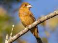 Blue Grosbeak - Barkley WMA, Stewart, Tennessee, United States, Oct 2, 2024