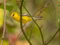 Blue-winged Warbler - 1268 The Trace, Dover US-TN 36.55396, -87.90181, Stewart, Tennessee, United States, Sept 23, 2024