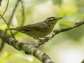 Prairie Warbler