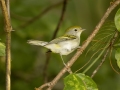 Chestnut-sided Warbler - 1268 The Trace, Dover US-TN 36.55396, -87.90181, Stewart, Tennessee, United States, Sept 11, 2024