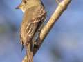 Eastern Wood-Pewee - Gatling Point Rec Area (36.5575,-87.9038), Stewart, Tennessee, United States, Oct 2, 2024