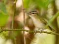 Red-eyed Vireo