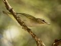 Red-eyed Vireo - 1268 The Trace, Dover US-TN 36.55396, -87.90181, Stewart, Tennessee, United States, Sept 19, 2024