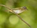 Red-eyed Vireo - 1268 The Trace, Dover US-TN 36.55396, -87.90181, Stewart, Tennessee, United States, Sept 16, 2024