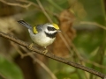 Golden-winged Warbler - 1268 The Trace, Dover US-TN 36.55396, -87.90181, Stewart, Tennessee, United States, Sept 11, 2024