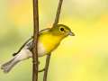 Yellow-throated Warbler