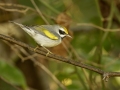 Golden-winged Warbler - 1268 The Trace, Dover US-TN 36.55396, -87.90181, Stewart, Tennessee, United States, Sept 11, 2024