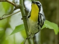 Yellow-throated Warbler - Lake Barkley Wildlife Management Area - Dover, Stewart County, Tennessee, April 18, 2024