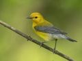 Prothonotary Warbler - Lake Barkley Wildlife Management Area - Dover, Stewart County, Tennessee, April 18, 2024