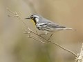 Yellow-throated Warbler - Lake Barkley Wildlife Management Area - Dover, Stewart County, Tennessee, April 8, 2024