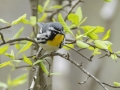 Yellow-throated Warbler - Lake Barkley Wildlife Management Area - Dover, Stewart County, Tennessee, April 8, 2024