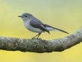 Blue-gray Gnatcatcher - Lake Barkley Wildlife Management Area - Dover, Stewart County, Tennessee, April 8, 2024