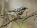 Yellow-rumped Warbler (Myrtle) - Lake Barkley Wildlife Management Area - Dover, Stewart County, Tennessee, April 8, 2024
