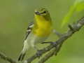 Yellow-throated Vireo - Lake Barkley Wildlife Management Area - Dover, Stewart County, Tennessee, April 18, 2024