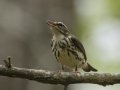 Louisiana Waterthrush - Lake Barkley Wildlife Management Area - Dover, Stewart County, Tennessee, April 8, 2024