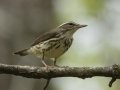 Louisiana Waterthrush - Lake Barkley Wildlife Management Area - Dover, Stewart County, Tennessee, April 8, 2024