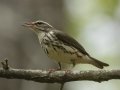 Louisiana Waterthrush - Lake Barkley Wildlife Management Area - Dover, Stewart County, Tennessee, April 8, 2024