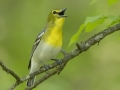 Yellow-throated Vireo - Lake Barkley Wildlife Management Area - Dover, Stewart County, Tennessee, April 18, 2024