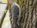 Red-bellied Woodpecker - Lake Barkley Wildlife Management Area - Dover, Stewart County, Tennessee, April 8, 2024