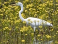 Great Egret - Lake Barkley Wildlife Management Area - Dover, Stewart County, Tennessee, April 8, 2024