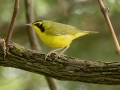 Kentucky Warbler - Barkley Wildlife Management Area - Stewart County - TN, April 19, 2024