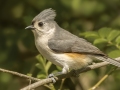 Tufted Titmouse - Dunbar Cave SP, Clarksville, Montgomery County, Tennessee, April 12 2024