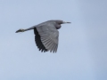 Little Blue Heron - Tennessee NWR--Duck River Unit--Duck River-Kentucky Lake, Humphreys, Tennessee, April 6, 2024